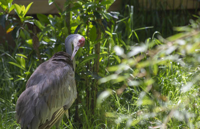 Close up of a sandhill crane antigone canadensis grooming