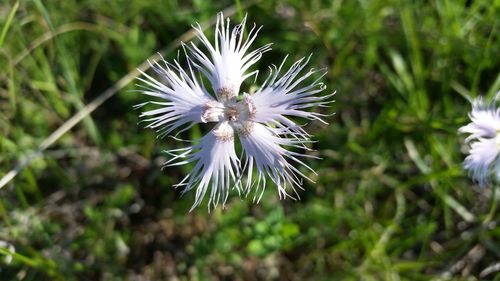 Close-up of white flower blooming outdoors