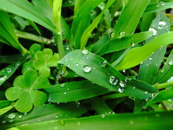 Close-up of wet leaves on rainy day