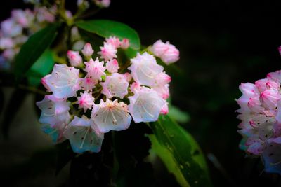 Close-up of pink flowers