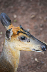 In this photo shows the facial details of the deer mas