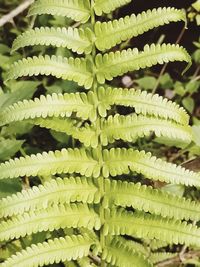 Full frame shot of fern leaves