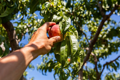 Low angle view of hand holding fruit on tree
