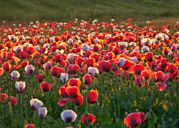 Colorful tulips in field