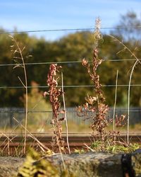 Close-up of plants growing outdoors