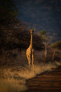 Southern giraffe stands beside track at sunset