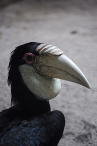 In this photo there is a golden eagle from sulawesi, indonesia. 