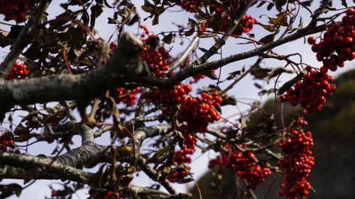 Low angle view of berries on tree