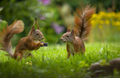 Close-up of squirrel on field