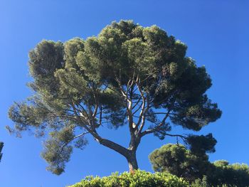 Low angle view of tree against clear blue sky