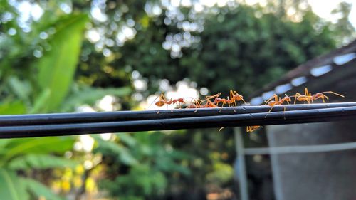 Close-up of bird on railing