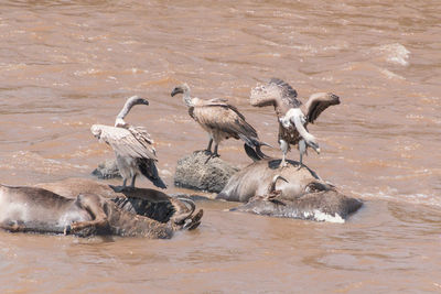 Flock of birds in lake