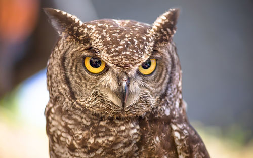 Close-up portrait of a owl