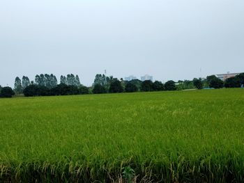 Scenic view of agricultural field against clear sky