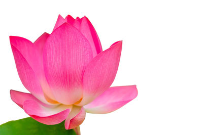 Close-up of pink water lily