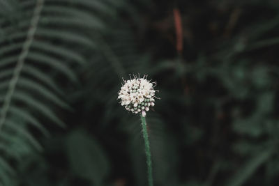 Close-up of dandelion flower