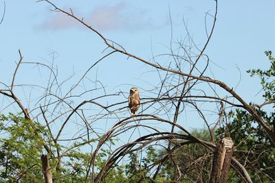 Low angle view of bird perching on bare tree against sky