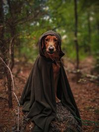 Portrait of dog wearing blanket in forest