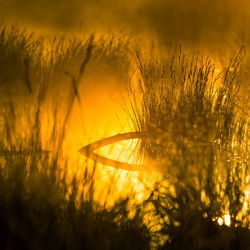 A beautiful spring sunrise mist over the flooded wetlands. warm spring scenery of swamp with grass.