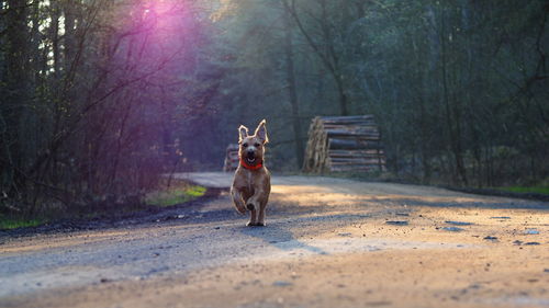 Dog running on road