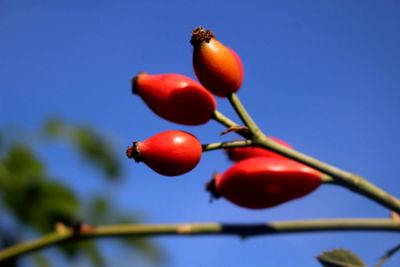 Low angle view of cherries on tree