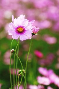 Close-up of pink cosmos flower