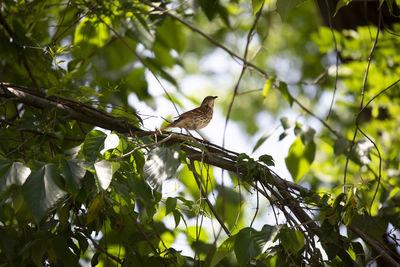 Curious brown thrasher toxostoma rufum looking around from its perch on a limb