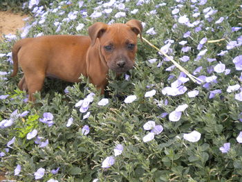 Portrait of dog on field