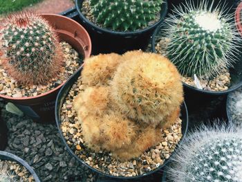 Close-up of potted cactus plant