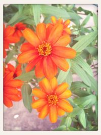 Close-up of red flower