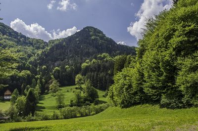 Scenic view of trees against sky