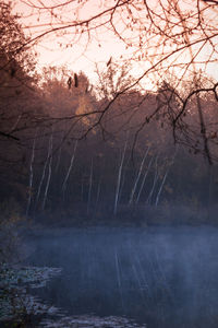 Scenic view of lake in forest