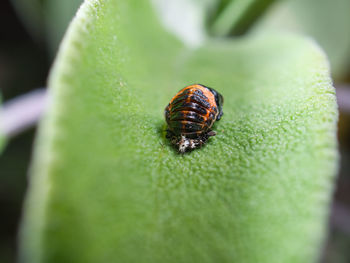 Close-up of insect on leaf