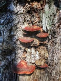 Close-up of mushrooms on tree trunk