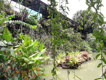 Plants growing in greenhouse