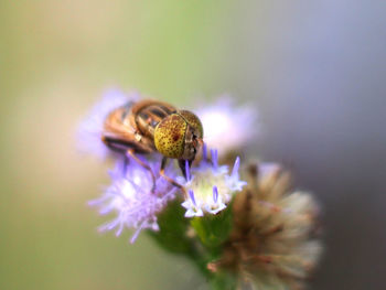 Close-up of bee on purple flower