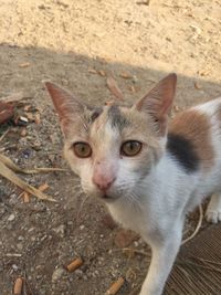 High angle portrait of cat