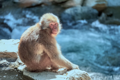 A japanese macaque monkey sitting on a rock on the side of a stream.