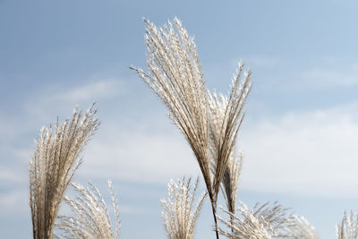 Low angle view of wheat growing on field against sky