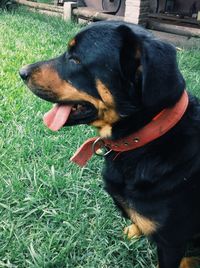 Dog relaxing on grassy field