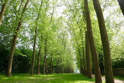 Trees in forest