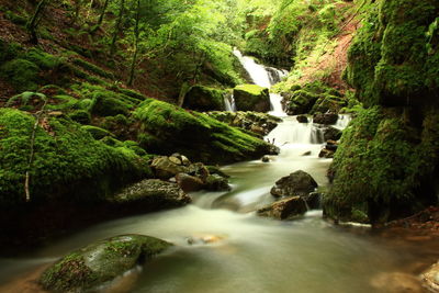 River flowing amidst trees in forest