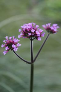 Close-up of purple flowers