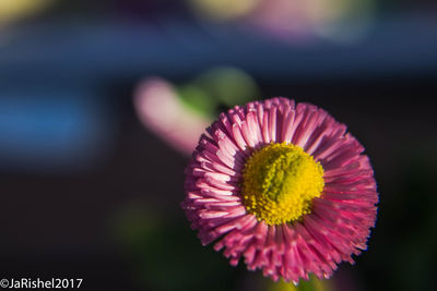 Close-up of pink flower blooming outdoors