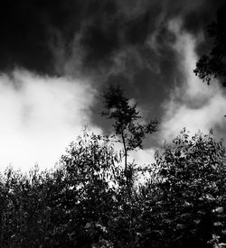 Low angle view of trees against cloudy sky