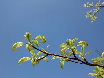 Low angle view of flowers against sky