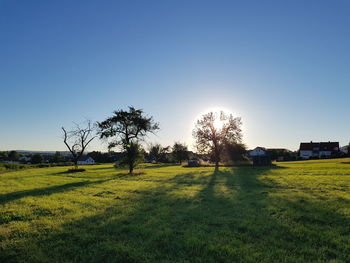 Trees on field against clear sky