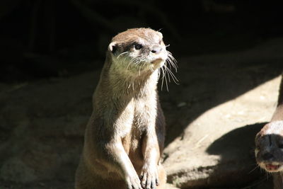 Close-up of an animal