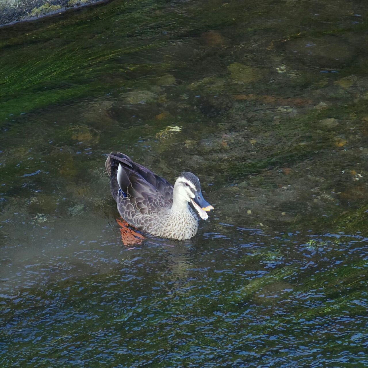 water, animal themes, animals in the wild, bird, wildlife, one animal, lake, high angle view, nature, day, waterfront, outdoors, river, reflection, duck, no people, grass, swan, side view, rippled