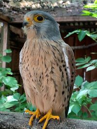 Close-up of owl perching on plant